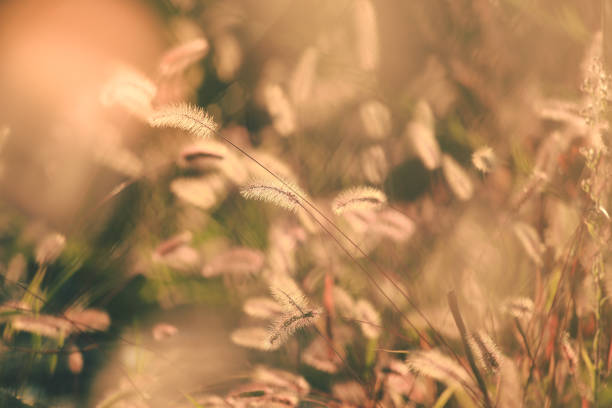 istock Wild grasses in the field at sunset 843143652