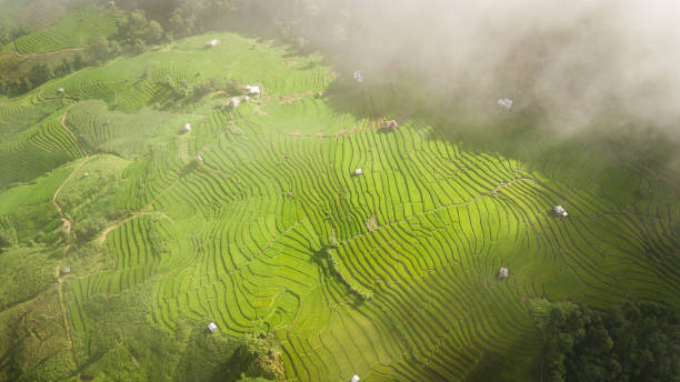 istock Top view of the rice paddy fields 843143700