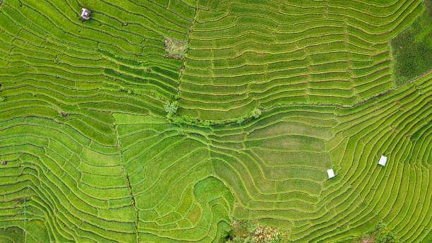 istock Top view of the rice paddy fields 843143844