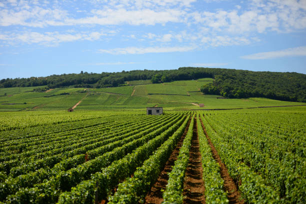 istock Vineyards Burgundy Nights Saint-Georges 843144018