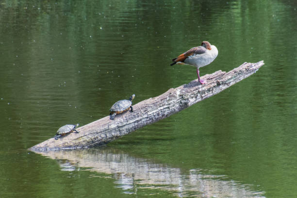 istock Two turtles joining a goose on a branch in water 843144198