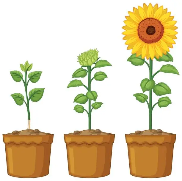 Vector illustration of Three pots of sunflower plants