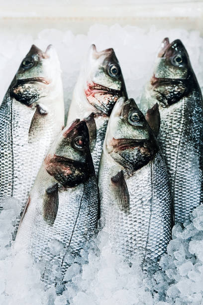 spigola europea su ghiaccio - market fish mackerel saltwater fish foto e immagini stock
