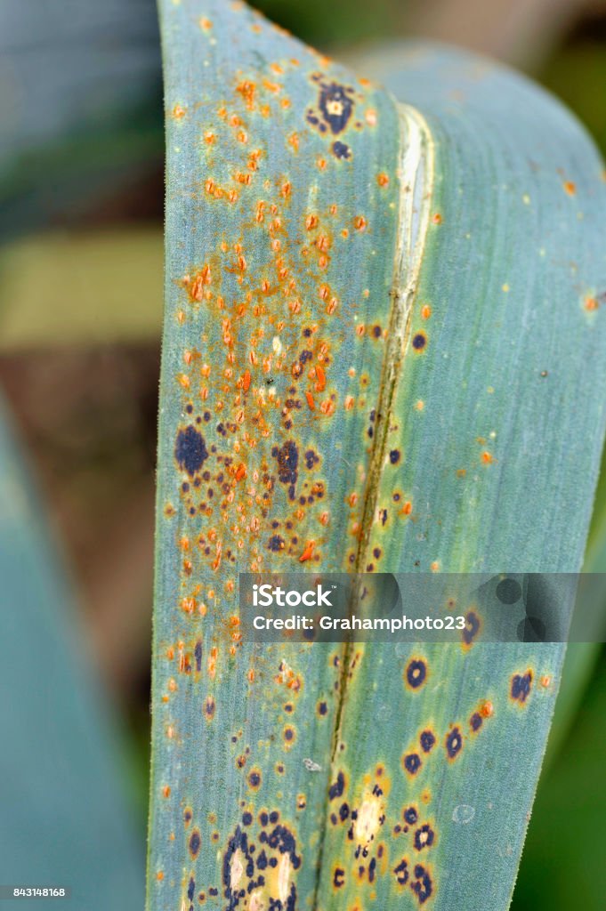 Leeks Leek rust a common fungal infection, scientific name Puccinia Allii, which affects the onion family of plants. Rusty Stock Photo