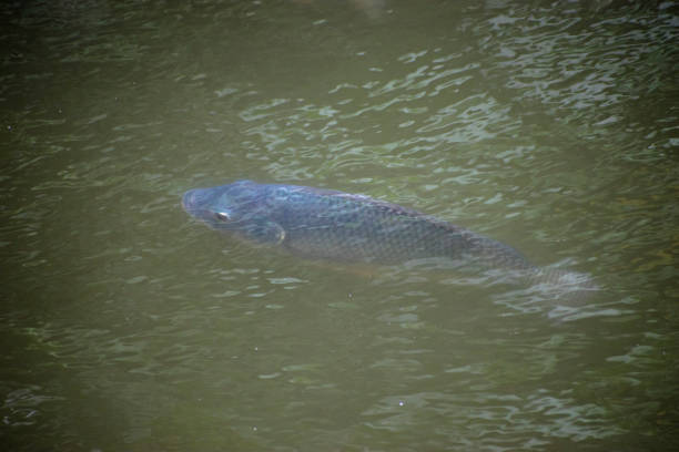 fish swimming in the water