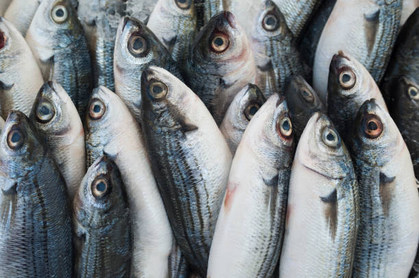 Various fresh fish and seafood at the fish market