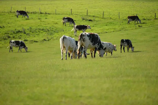 Norman cows prairie