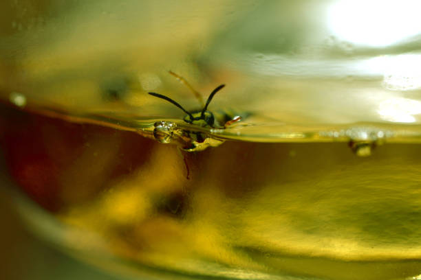 Beer Boot Insect 900+ Beer Bug Stock Photos, Pictures & Royalty-Free Images - iStock