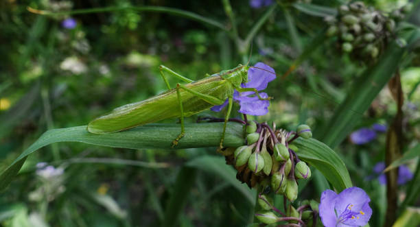 un criquet vert se trouve sur une feuille et mange une fleur pourpre - locust invasion photos et images de collection