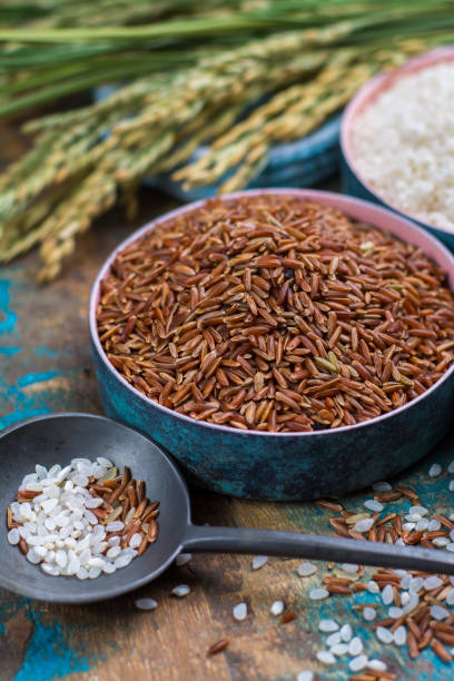 grüner reis ohren von camargue reisfelder in frankreich und valiety von getrockneten reis in schalen - camargue red rice stock-fotos und bilder