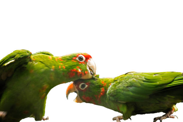 istock isolated pair of parrot bird fighting love making 843152704