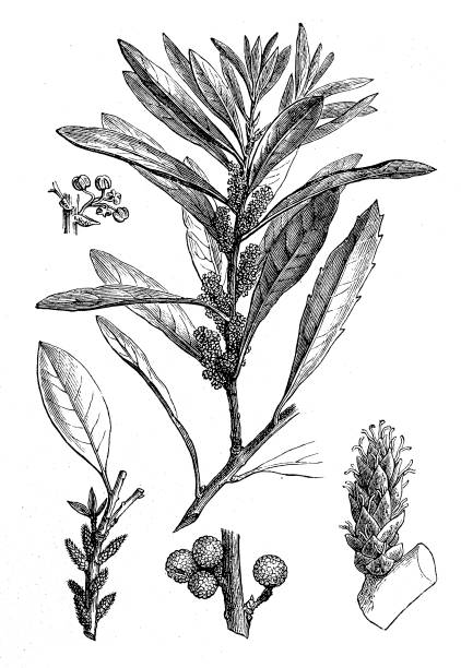 southern wax myrtle, southern bayberry, candleberry, bayberry tree, and tallow shrub (Myrica cerifera) Illustration of a Southern Wax Myrtle (Myrica cerifera) dioecious stock illustrations