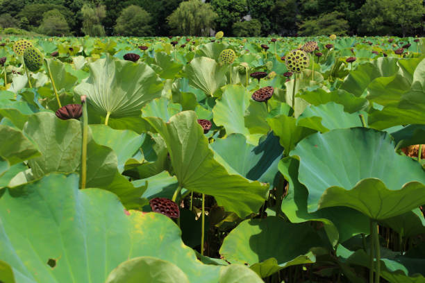 Lotus of non-nosuke pond in Tokyo Ueno It is a lotus in the pond. The flowers are blooming and I am wearing themselves. shinobazu pond stock pictures, royalty-free photos & images