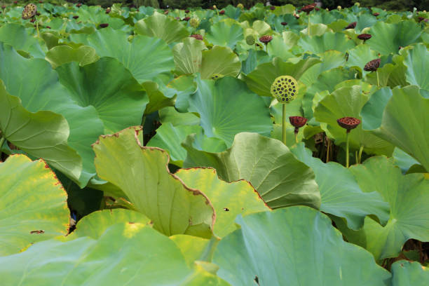 Lotus of non-nosuke pond in Tokyo Ueno It is a lotus in the pond. The flowers are blooming and I am wearing themselves. shinobazu pond stock pictures, royalty-free photos & images