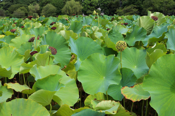 Lotus of non-nosuke pond in Tokyo Ueno It is a lotus in the pond. The flowers are blooming and I am wearing themselves. shinobazu pond stock pictures, royalty-free photos & images