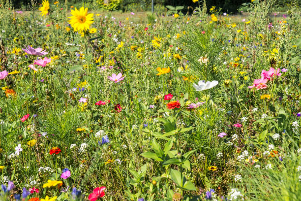 istock Summer Meadow with beautiful Flowers 843157674