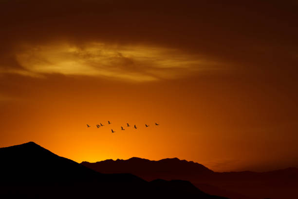 istock Birds over sunny golden background 843157702