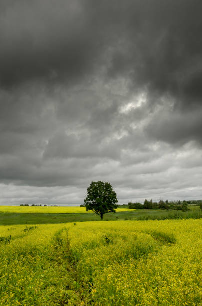 istock Lone oak growing in the rapeseed field 843160876