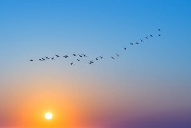 istock Birds at sunrise or sunset nature concept 843160882