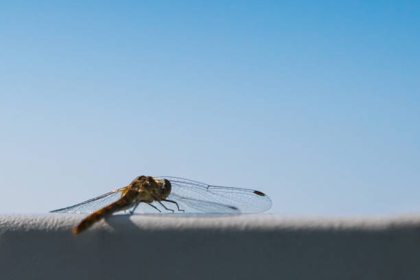 istock Dragonfly close-up on a background of blue clear sky. Before the flight. 843166138