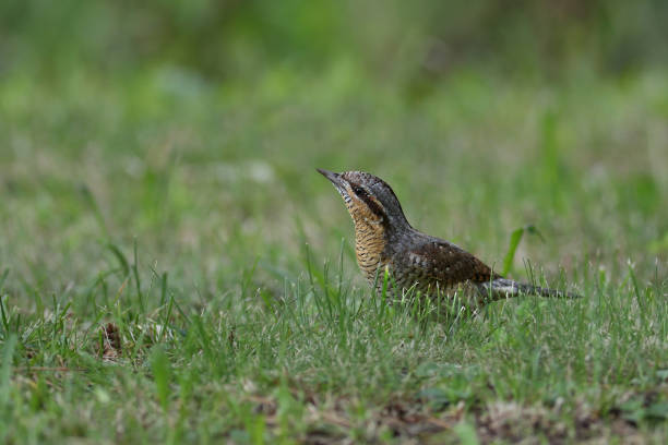 istock Eurasian Wryneck portrait 843169828