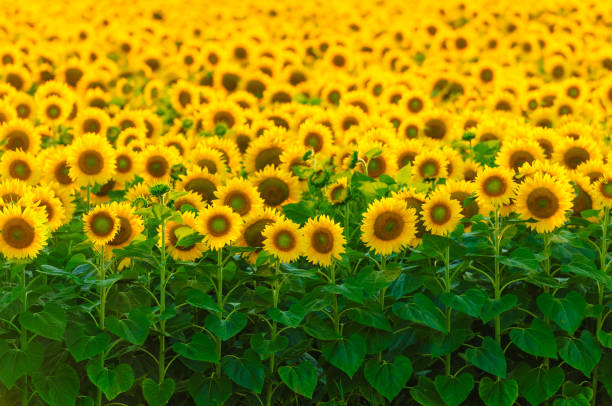 Bright field of sunflowers, focus on first row stock photo