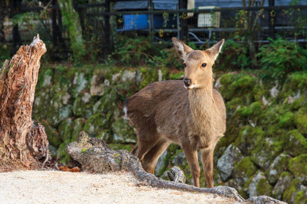 istock Deer on Miyajima island, Hiroshima, Japan 843170432