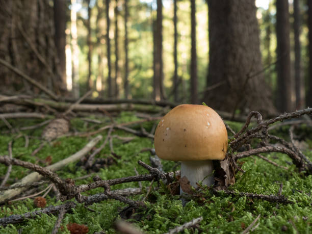 istock beautiful mushroom in the forest 843173284