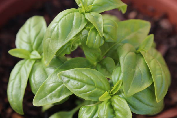 istock Bunch of Basil Growing in the Garden 843174304