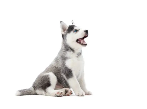Interesting playful little puppy of serbian husky with blue eyes, looking up, and waiting for food. Cute small dog with fur like woolf, posing in studio, at white background. Isolate.