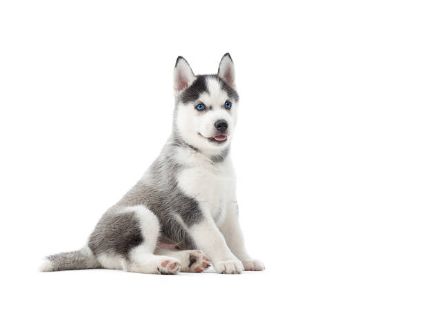 istock Interested siberian husky puppy at white background. 843177528