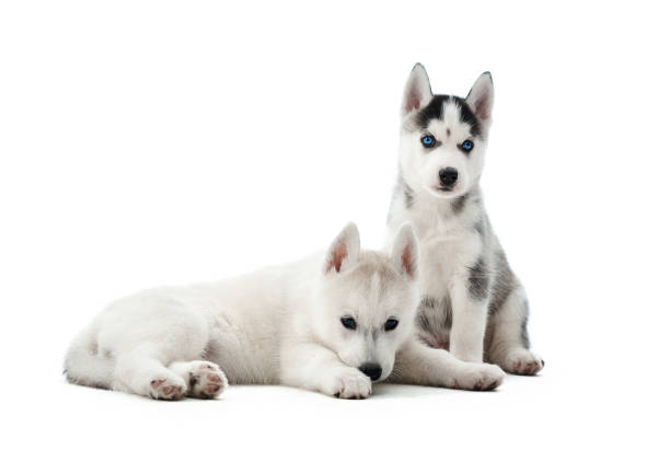 istock Small puppies siberian husky dogs resting after activity. 843177664