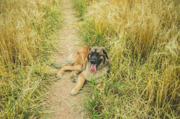 A giant Leonberger dog is resting in a field