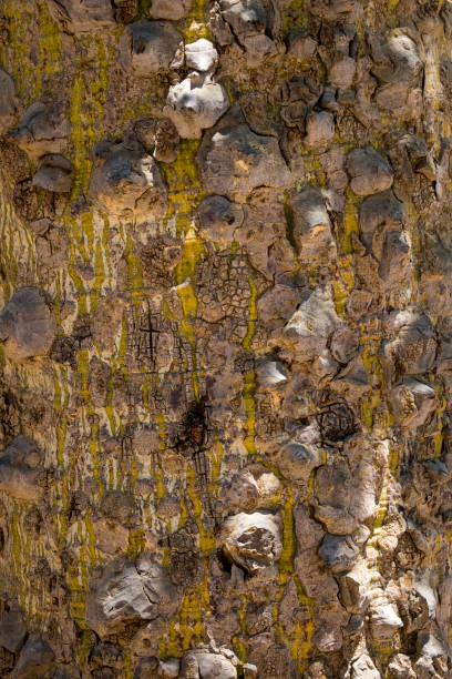 istock Bark of the trunk Israeli bottle tree (Brachychiton rupestris) 843181472