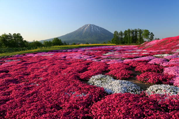 istock Moss phlox subulata and Mt.Yotei 843182488