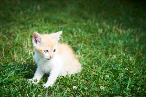 istock A little cute red kitten playing in the green grass 843182554