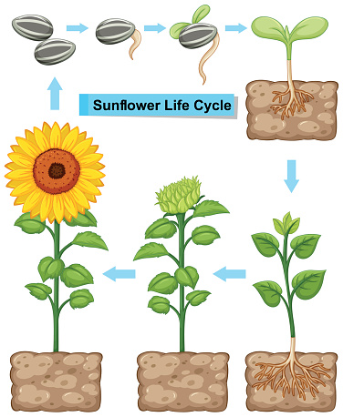 Life cycle of sunflower plant illustration