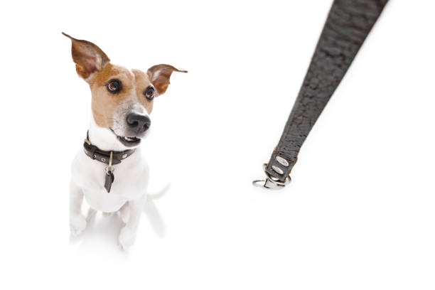 istock dog  with leash waiting for a walk 843183834