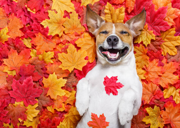 autmn herbst blätter hund - auf dem rücken liegen stock-fotos und bilder