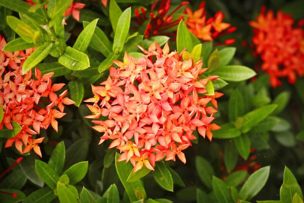 istock Ixora coccinea in the garden 843189814