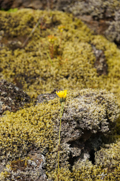 istock Lava field covered with green moss,Iceland. 843189904