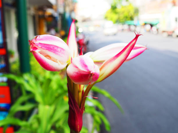 White and pink gradient Amaryllis (Piquant) flower bud bouquet shoot, with blurred green leaf tree plant bush, paved road, footpath background