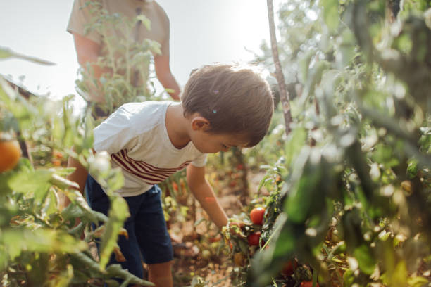 istock Our organic garden 843197188