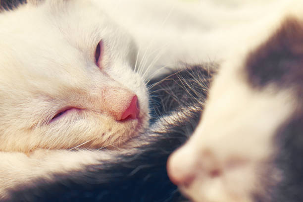 istock Funny kittens sleeping together outdoors close-up 843197976