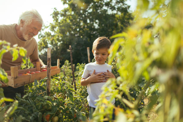 istock Our organic garden 843198132