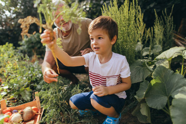 istock Our organic garden 843198772