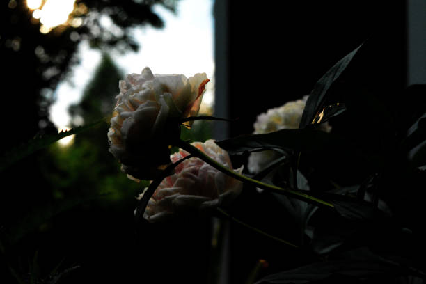 Silhouette of roses