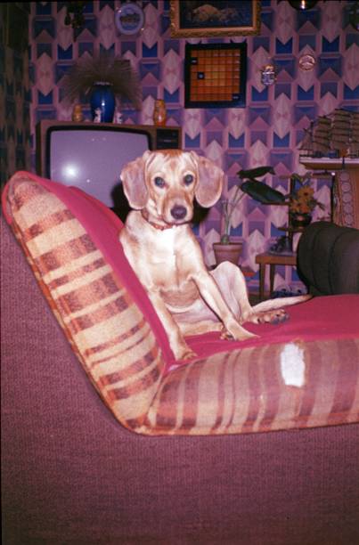 Dog on sofa Berlin, Germany, 1983. Dog on a sofa. hound photos stock pictures, royalty-free photos & images