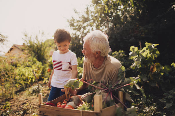 our organic vegetables - beet vegetable box crate imagens e fotografias de stock