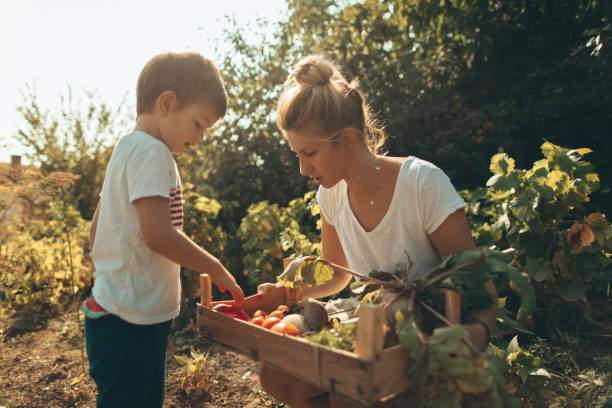 nossos legumes orgânicos - gardening child vegetable garden vegetable - fotografias e filmes do acervo